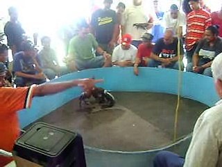 Peleas de gallo 17 oct.09.AVI (Municipio de Arroyo)