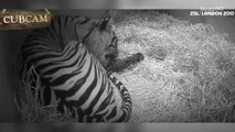 Remarkable Zoo Footage Shows Tiger Giving Birth to Baby Cubs