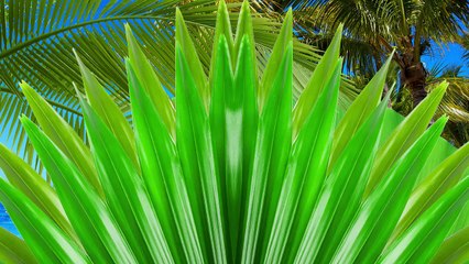 Mexico Travel Insurance