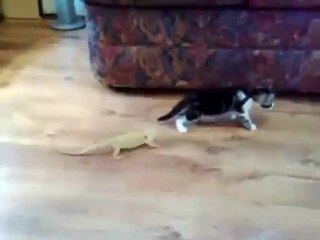 chaton vs deux lézards