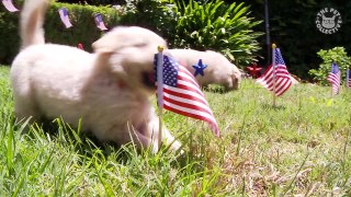 Funny Grillmaster 4th of July Pet Video Compilation 2016