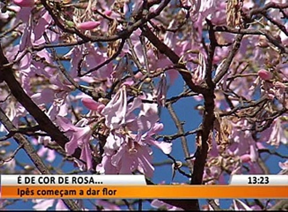 É DE COR DE ROSA...