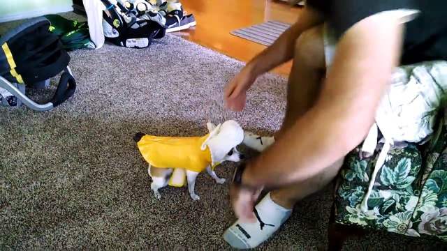 Funniest Cute Fashion Pets & Animals Home Videos of 2016 Weekly Compilation | Kyoot Animals