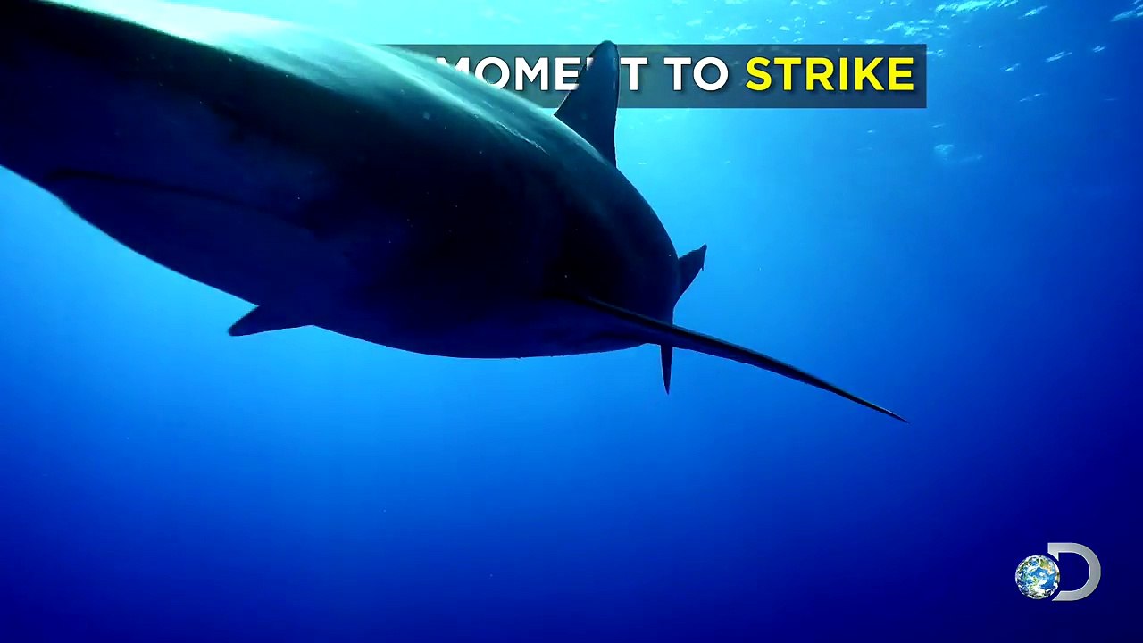 The Ocean Desert Ninjas of the Shark World