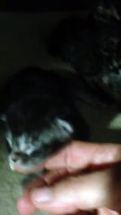 Bébés maine coon de 7 jours