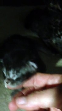 Bébés maine coon de 7 jours
