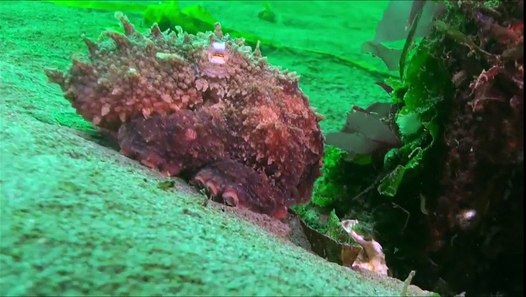 neptune's ocean discovery