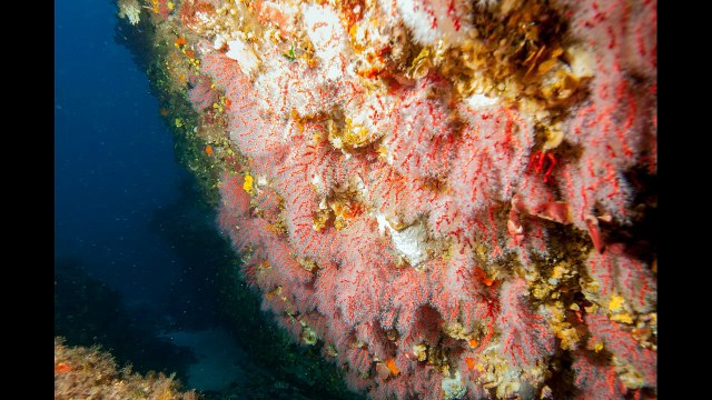 Plongée à Diving Calvi A Piaghja