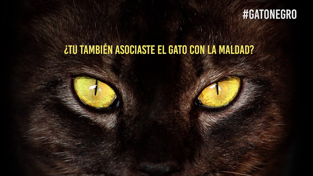 Gato negro, suerte negra y los absurdos mitos sobre estos felinos