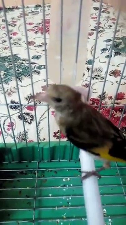 Magnifique jeune Chardonneret de : Abderrazak B Boutaba Michael