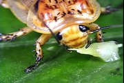 15 baratas se transformando em uma vespa -  Las cucarachas ! Se busca - Cockroaches ! Wanted