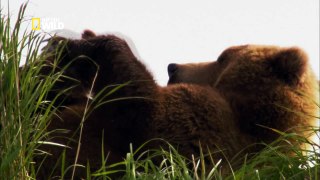 Bears and Nature - Video Dailymotion_youtube_original