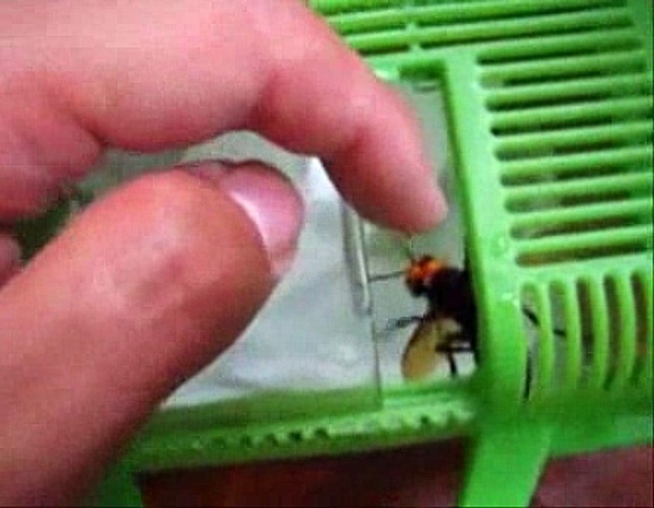 Hornet as pet
