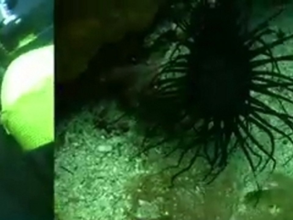 Www.ibiza-diving.com