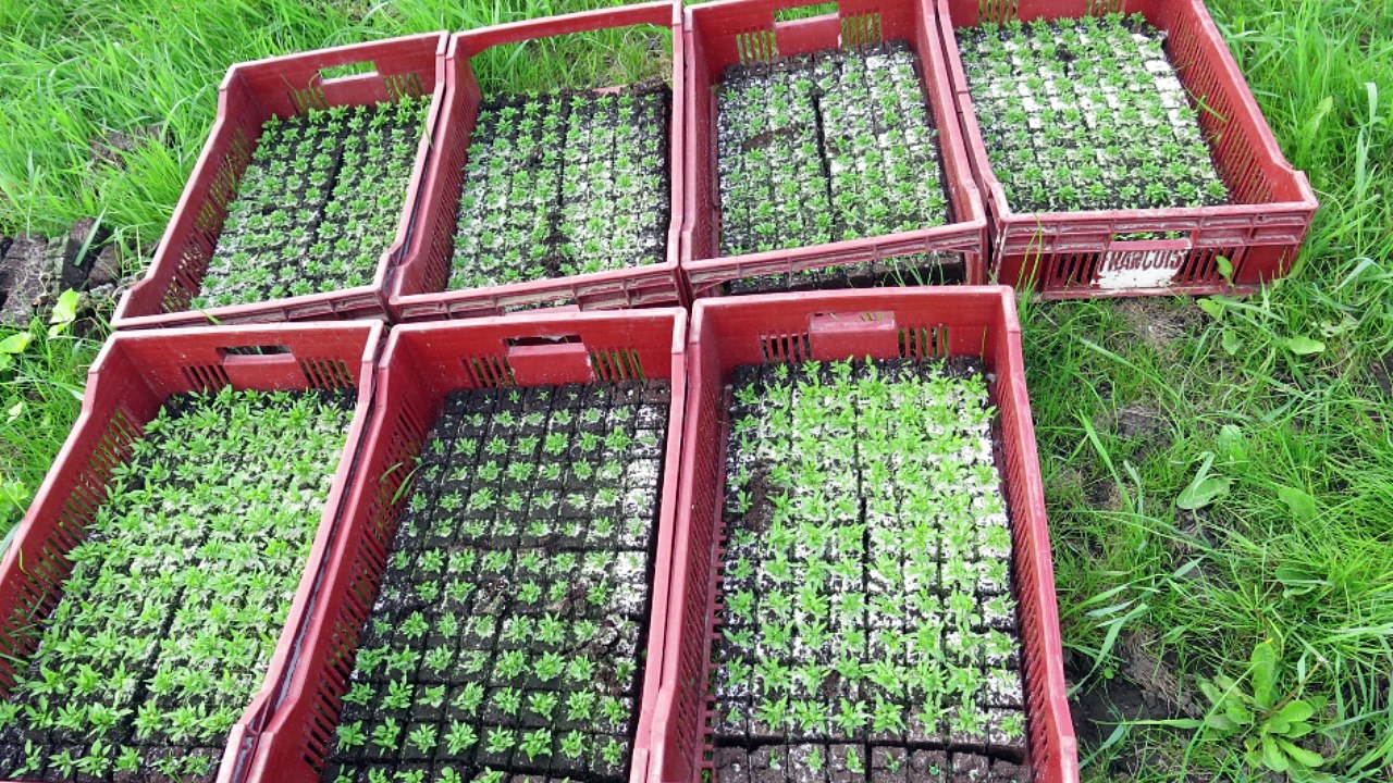 Vive les Hortillons, installation paysagère de The Cloud Collective, Art, villes et paysage, Hortillonnages Amiens 2016