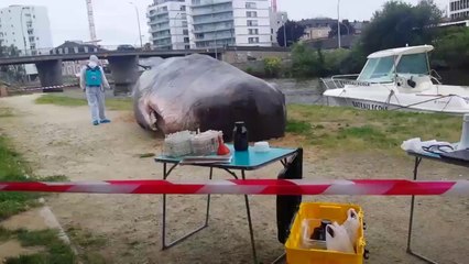 Ils trouvent un cachalot échoué à Rennes