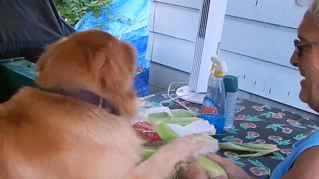 Ce chien aide son maitre à éplucher les epis de mais!