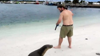 Cette otarie veut piquer le poisson de ce pecheur. Ahaha