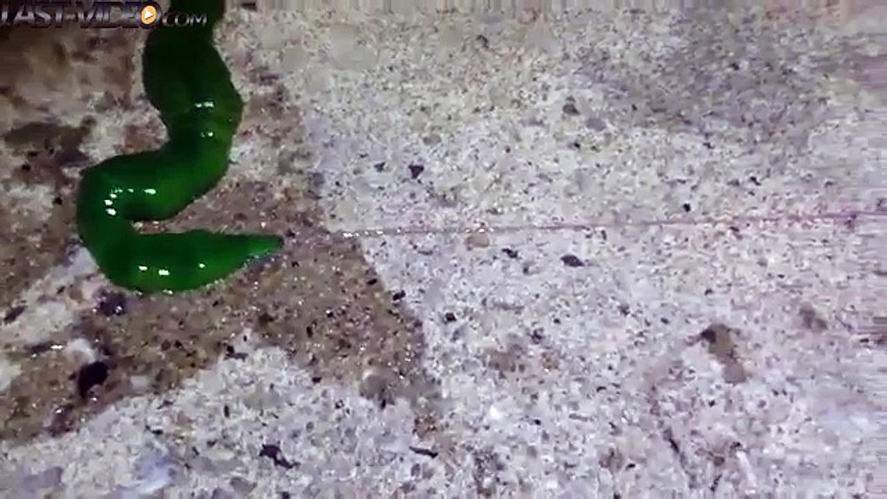 Créature étrange à taiwan
