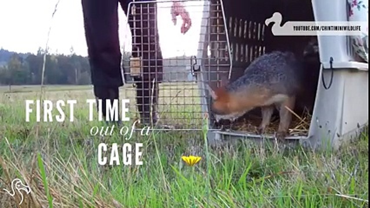 Des animaux découvrent la liberté, c'est beau.