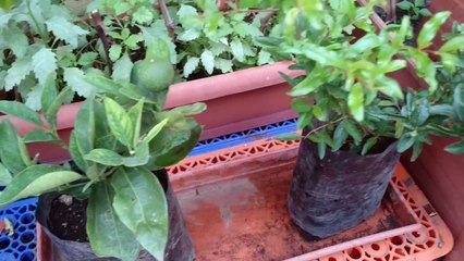 Frutales en maceta floración y frutos 1