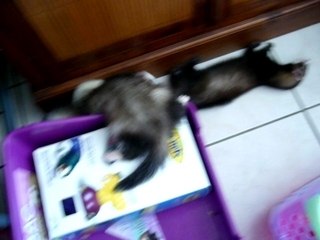 Bagarre entre frères et soeur