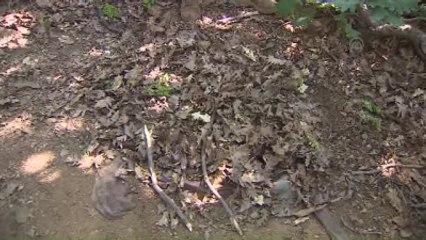 Lice'de Terör Operasyonu