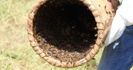 Sivas'ta Üretimi Artan Organik Bala İlgi Çok Yoğun