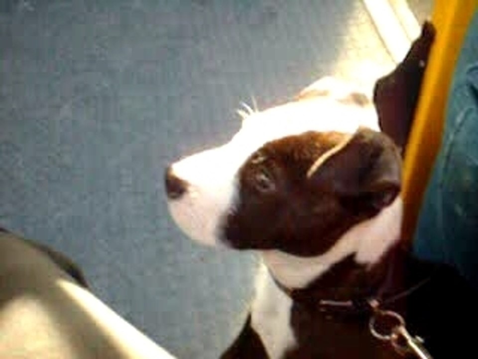 mon amstaff BUTKUS a 3mois