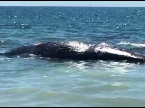 Castel Volturno (CE) - Balena morta a pochi metri dalla riva -1- (01.07.16)