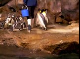 Feeding Penguins (part 1)