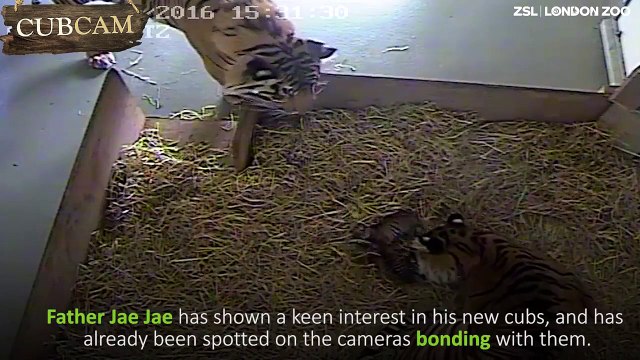 Une caméra filme la naissance de deux bébés tigres au zoo de Londres