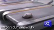 They Said Turtle is Slow, Really? Watch How Fast it Can Run