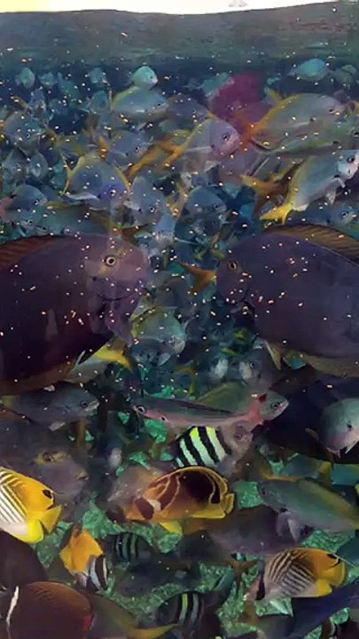 Fish Feeding - SloMo