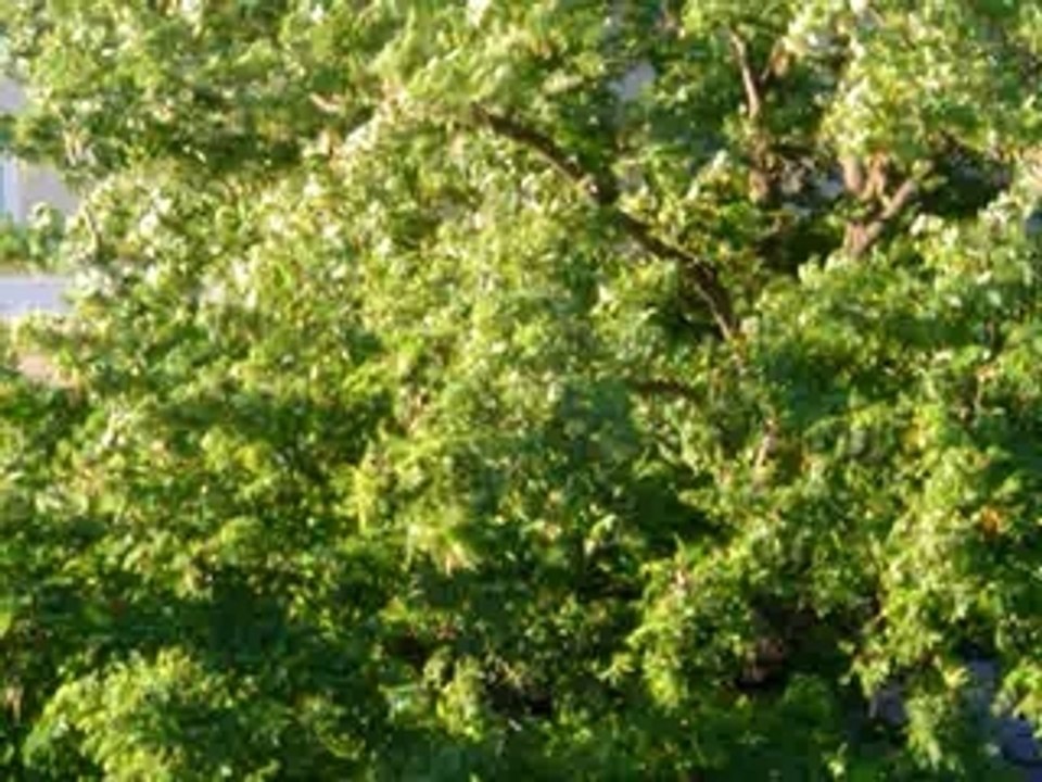Une bise d'Avignon