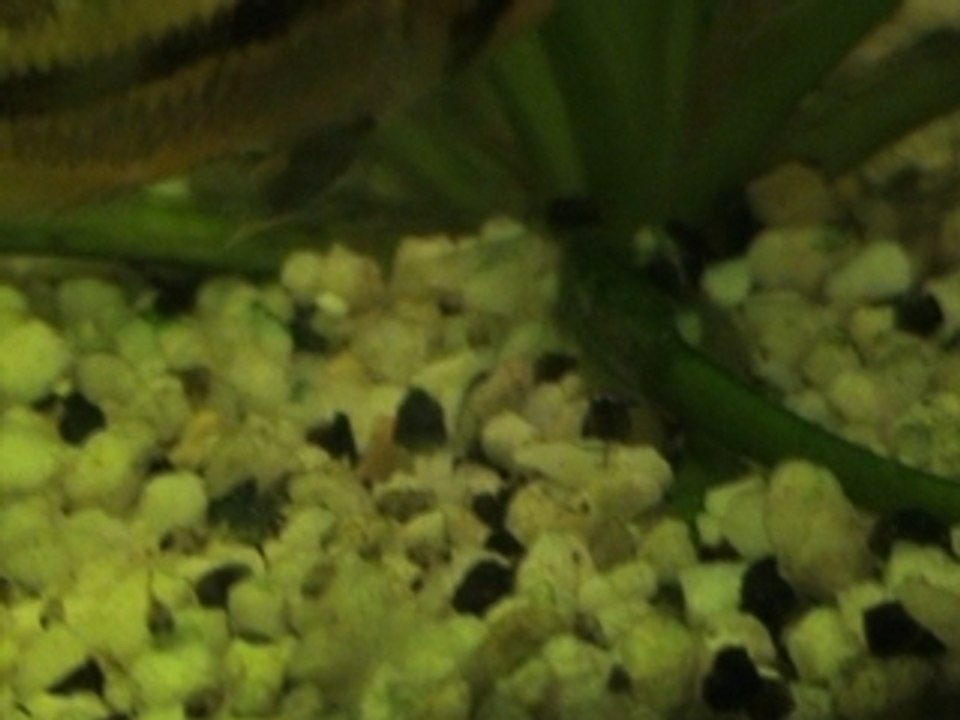 repro cacatuoide