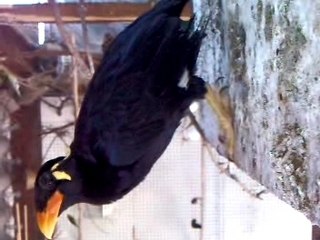 mainate (gracula religiosa intermedia )