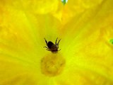 Abeille sauvage butine sur une fleur de courgette mâle