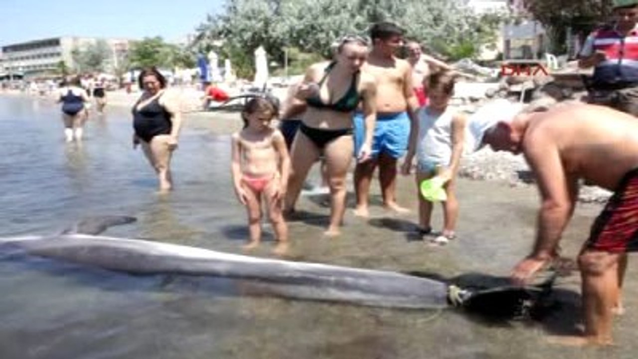 Balıkesir Ayvalık'ta Ölü Yunus Karaya Vurdu 2