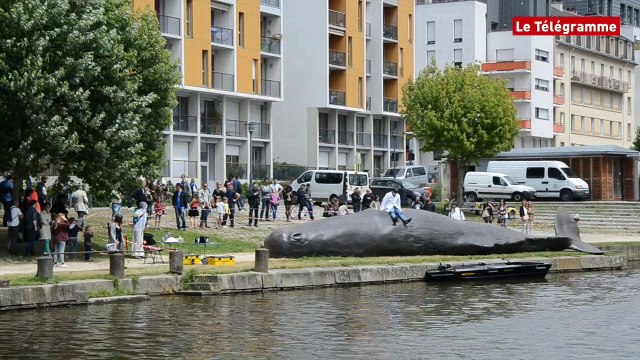 Rennes. Un vrai faux cachalot échoué quai Saint-Cyr