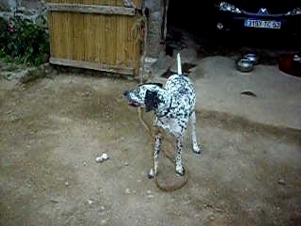 petit chien 2007
