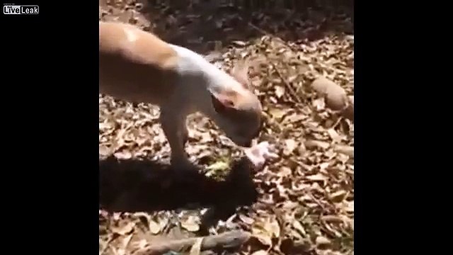 Mother Dog buries her dead pup
