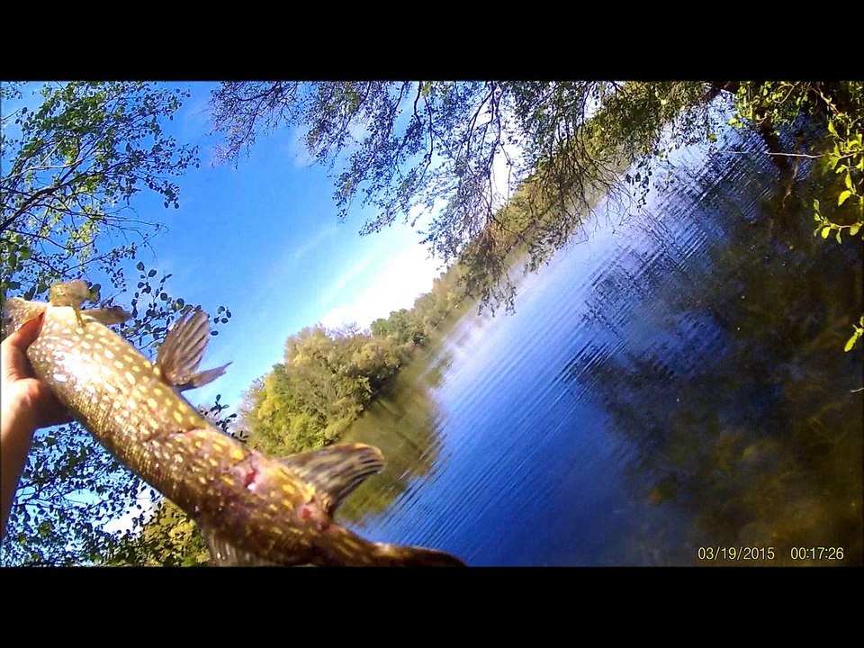 Pike brochet avec Striker 3" PERCA's pêche leurre souple