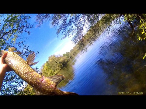 Pike brochet avec Striker 3 PERCA's pêche leurre souple