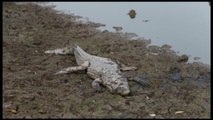 Sequía agravada en el Pilcomayo genera la muerte de yacarés en Paraguay