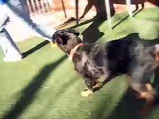 Nate (adopted 12/19/07) - AAWL & SPCA