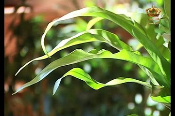 برنامج نباتات الزينة 15-05-2015