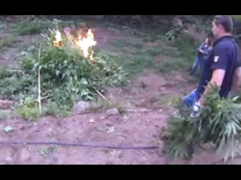 Reggio Calabria - 'Ndrangheta, scoperta piantagione di marijuana a Rosalì (23.06.16)