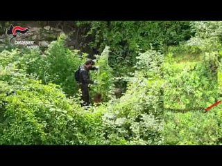 Campania - Piantagione di Cannabis sui Monti Lattari (24.06.16)