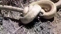 Snakes fighting very rare video